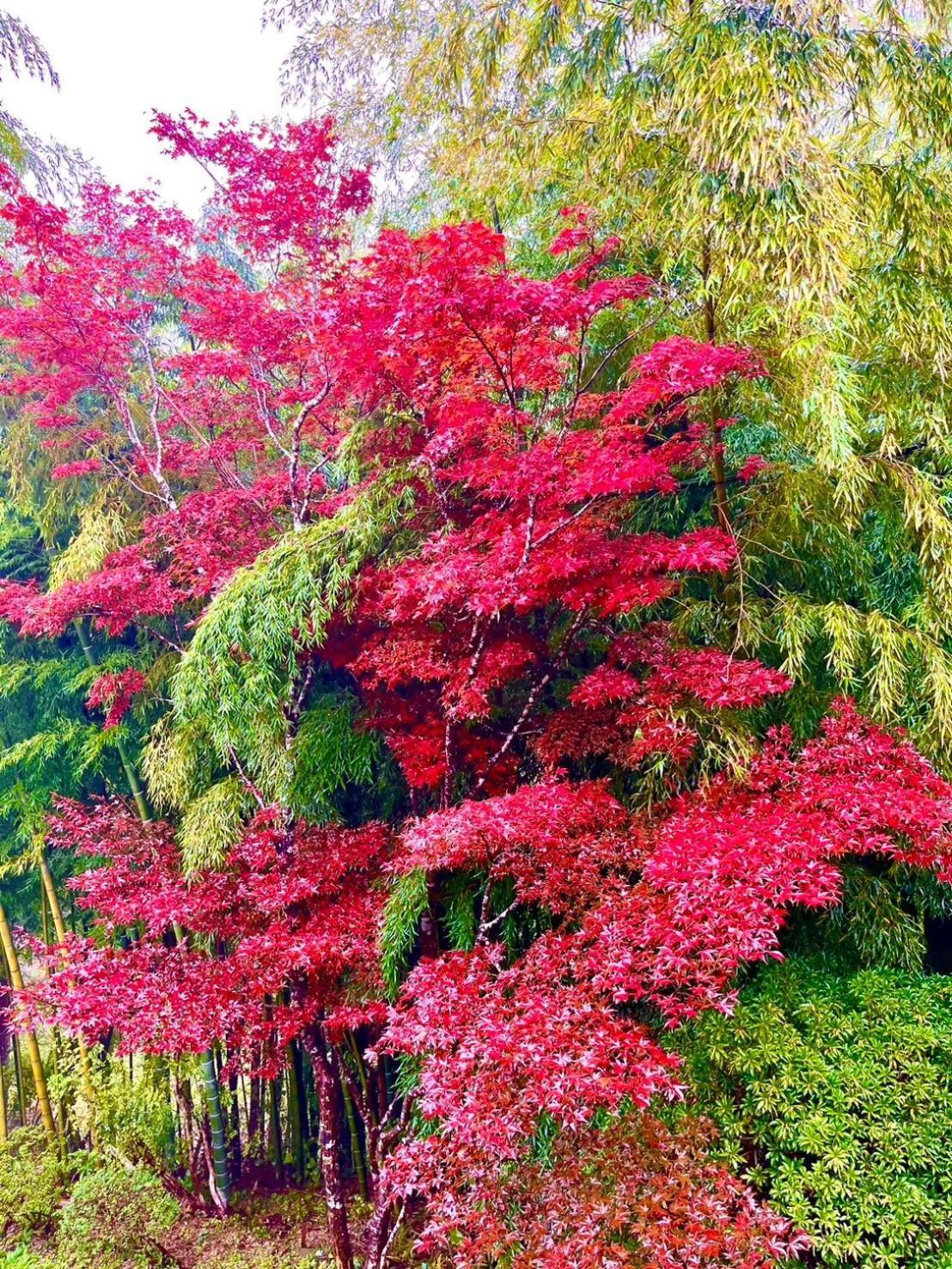 Fuji-hakone